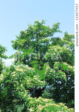 七月穿越上田太郎山,欣賞信州山脈的花朵和美景 七月穿越上田太郎山,欣賞信州山脈的花朵和美景 133877457