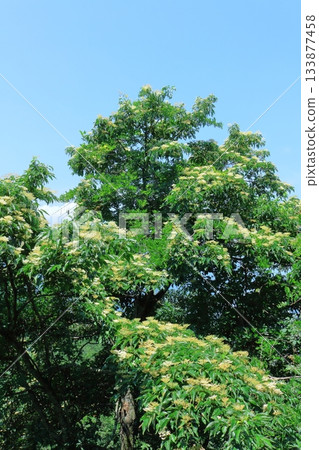 七月穿越上田太郎山,欣賞信州山脈的花朵和美景 七月穿越上田太郎山,欣賞信州山脈的花朵和美景 133877458