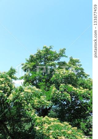七月穿越上田太郎山,欣賞信州山脈的花朵和美景 七月穿越上田太郎山,欣賞信州山脈的花朵和美景 133877459