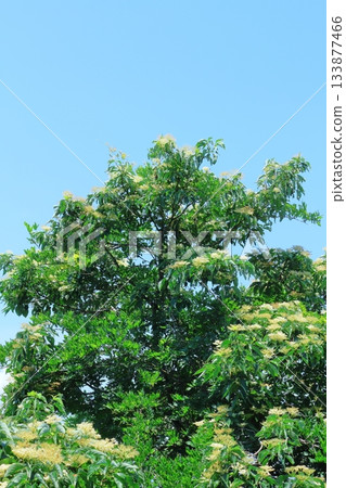 七月穿越上田太郎山，欣賞信州山脈的花朵和美景 133877466