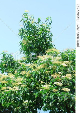七月穿越上田太郎山,欣賞信州山脈的花朵和美景 七月穿越上田太郎山,欣賞信州山脈的花朵和美景 133877472