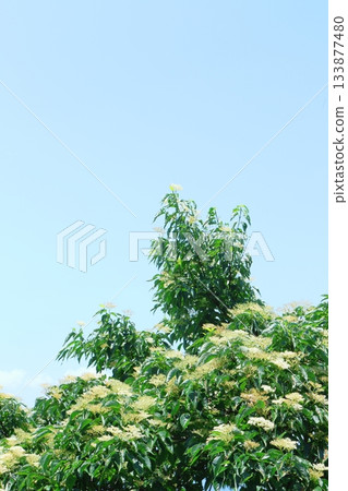 七月穿越上田太郎山,欣賞信州山脈的花朵和美景 七月穿越上田太郎山,欣賞信州山脈的花朵和美景 133877480