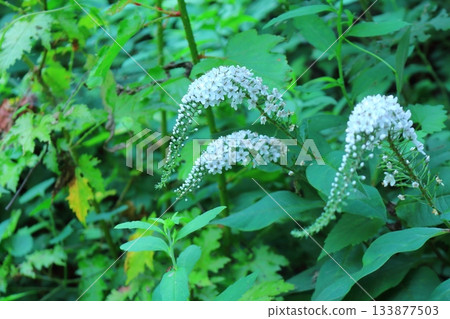 July's traverse of Mt. Ueda Taro and flowers Mountains of Shinshu Scenery of Shinshu July's traverse of Mt. Ueda Taro and flowers Mountains of Shinshu Scenery of Shinshu 133877503