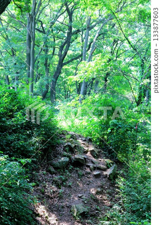七月穿越上田太郎山，欣賞信州山脈的花朵和美景 133877603