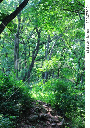 七月穿越上田太郎山，欣賞信州山脈的花朵和美景 133877604