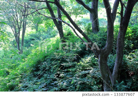 七月穿越上田太郎山,欣賞信州山脈的花朵和美景 七月穿越上田太郎山,欣賞信州山脈的花朵和美景 133877607