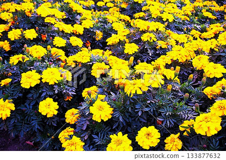 Yellow flower 133877632