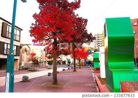 Autumnal roadside trees 133877633