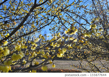 魯白盛開，冬季 133877644