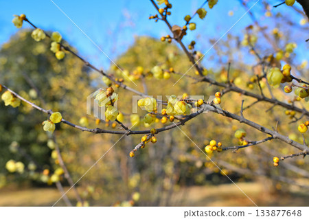 魯白盛開,冬季 魯白盛開,冬季 133877648