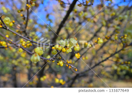 Roubai in full bloom, winter season Roubai in full bloom, winter season 133877649