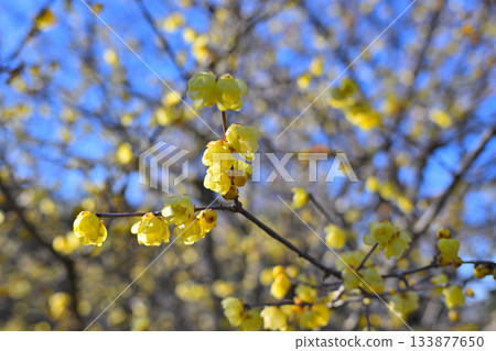 魯白盛開，冬季 133877650