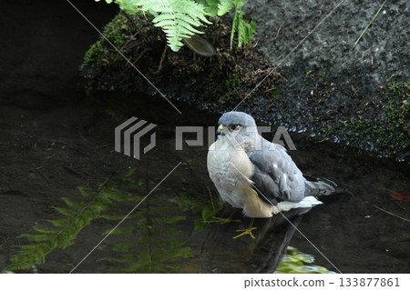 A sparrowhawk that came to Otaguro Park A sparrowhawk that came to Otaguro Park 133877861