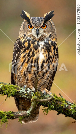 A beautiful owl on the tree 133877996