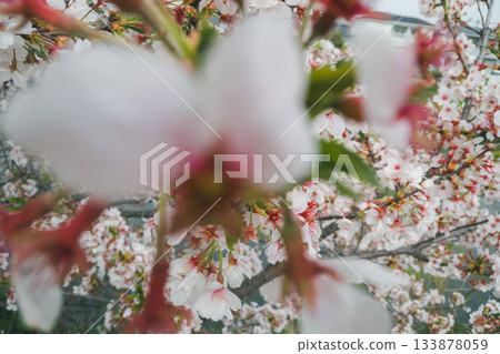 河邊的櫻花樹 133878059