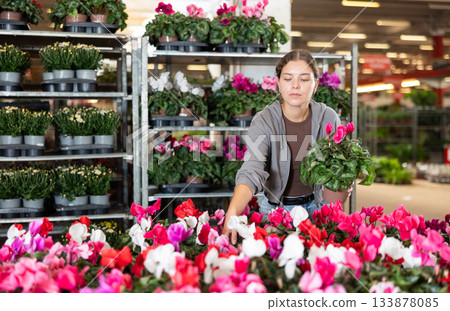 Girl works as auxiliary worker in plant store warehouse, review cyclamen 133878085