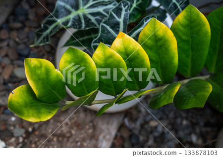 Close up of plant having yellow leaves from overwatering. Excessive watering can lead to root rot, where roots suffocate and can't absorb nutrients, causing leaves to yellow. Close up of plant having yellow leaves from overwatering. Excessive watering can lead to root rot, where roots suffocate and can't absorb nutrients, causing leaves to yellow. 133878103