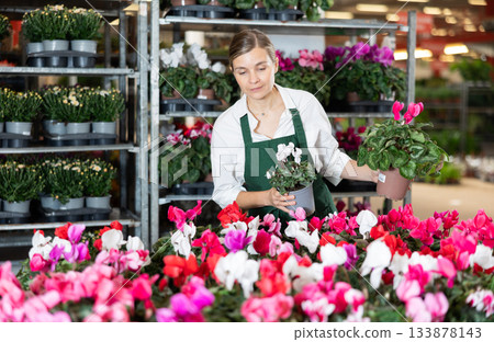 Large supply of cyclamen blossom plants in warehouse flower shop, female employee work with goods Large supply of cyclamen blossom plants in warehouse flower shop, female employee work with goods 133878143