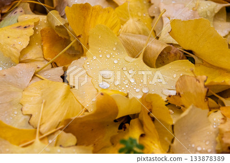 Late autumn scenery after the rain Late autumn scenery after the rain 133878389