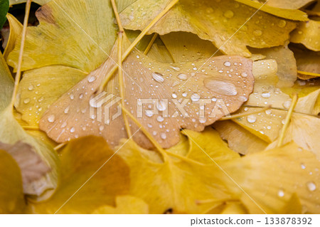 Late autumn scenery after the rain 133878392
