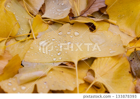 Late autumn scenery after the rain Late autumn scenery after the rain 133878393