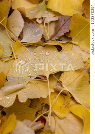 Late autumn scenery after the rain Late autumn scenery after the rain 133878394