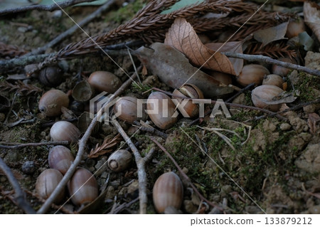 Acorns on the soil Acorns on the soil 133879212