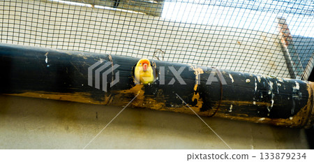 Colorful photo of lovebirds in captivity  These brightly colored small birds attract many bird lovers due to their extraordinary loyalty to their mates. 133879234