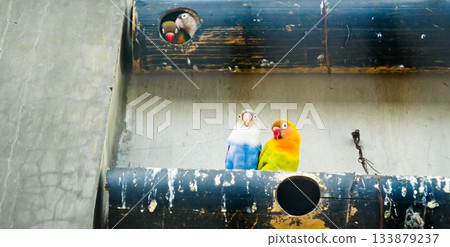 Colorful photo of lovebirds in captivity These brightly colored small birds attract many bird lovers due to their extraordinary loyalty to their mates. Colorful photo of lovebirds in captivity These brightly colored small birds attract many bird lovers due to their extraordinary loyalty to their mates. 133879237