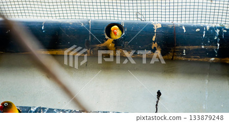 Colorful photo of lovebirds in captivity These brightly colored small birds attract many bird lovers due to their extraordinary loyalty to their mates. Colorful photo of lovebirds in captivity These brightly colored small birds attract many bird lovers due to their extraordinary loyalty to their mates. 133879248