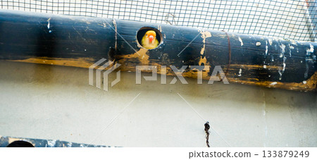 Colorful photo of lovebirds in captivity These brightly colored small birds attract many bird lovers due to their extraordinary loyalty to their mates. Colorful photo of lovebirds in captivity These brightly colored small birds attract many bird lovers due to their extraordinary loyalty to their mates. 133879249