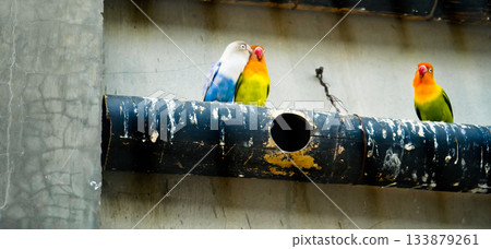 Colorful photo of lovebirds in captivity These brightly colored small birds attract many bird lovers due to their extraordinary loyalty to their mates. Colorful photo of lovebirds in captivity These brightly colored small birds attract many bird lovers due to their extraordinary loyalty to their mates. 133879261