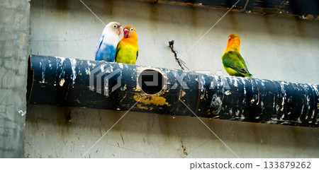 Colorful photo of lovebirds in captivity  These brightly colored small birds attract many bird lovers due to their extraordinary loyalty to their mates. 133879262