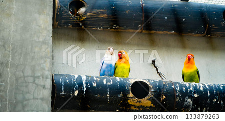 Colorful photo of lovebirds in captivity  These brightly colored small birds attract many bird lovers due to their extraordinary loyalty to their mates. 133879263