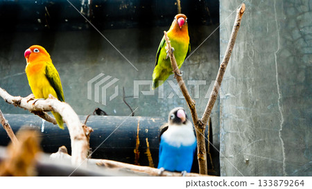 Colorful photo of lovebirds in captivity These brightly colored small birds attract many bird lovers due to their extraordinary loyalty to their mates. Colorful photo of lovebirds in captivity These brightly colored small birds attract many bird lovers due to their extraordinary loyalty to their mates. 133879264