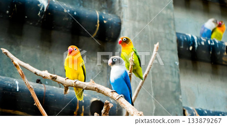 Colorful photo of lovebirds in captivity These brightly colored small birds attract many bird lovers due to their extraordinary loyalty to their mates. Colorful photo of lovebirds in captivity These brightly colored small birds attract many bird lovers due to their extraordinary loyalty to their mates. 133879267