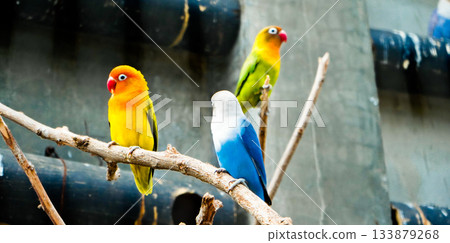 Colorful photo of lovebirds in captivity  These brightly colored small birds attract many bird lovers due to their extraordinary loyalty to their mates. 133879268