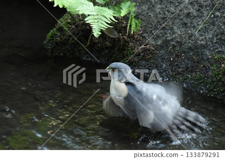 A sparrowhawk that came to Otaguro Park 133879291