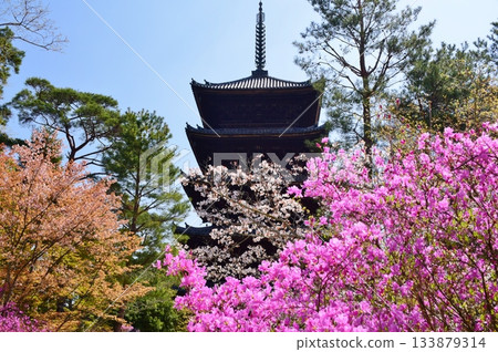 春天的京都仁和寺 133879314