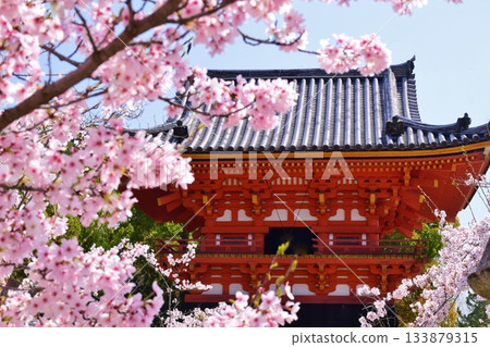 春天的京都仁和寺 春天的京都仁和寺 133879315