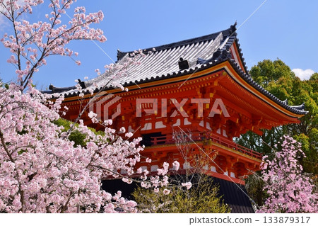 春天的京都仁和寺 春天的京都仁和寺 133879317