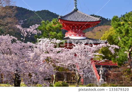 Spring Kyoto Daikakuji Cherry Blossom Season Spring Kyoto Daikakuji Cherry Blossom Season 133879320