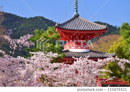 春天 京都大覺寺櫻花季 春天 京都大覺寺櫻花季 133879321