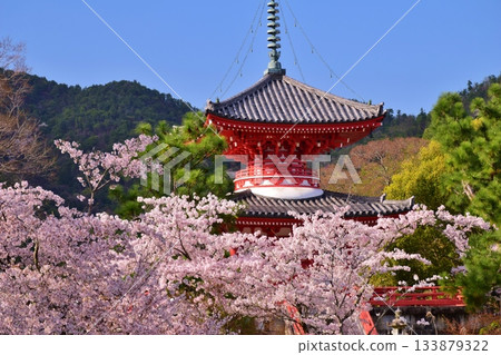 Spring Kyoto Daikakuji Cherry Blossom Season Spring Kyoto Daikakuji Cherry Blossom Season 133879322
