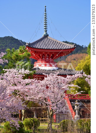 Spring Kyoto Daikakuji Cherry Blossom Season Spring Kyoto Daikakuji Cherry Blossom Season 133879323