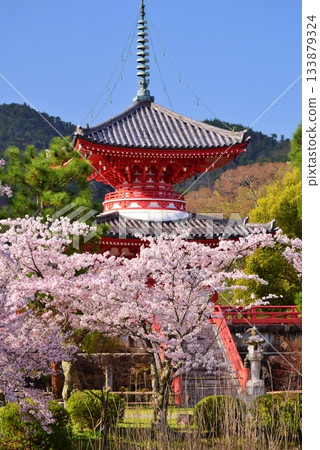 春天 京都大覺寺櫻花季 133879324