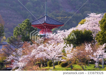春天 京都大覺寺櫻花季 133879326