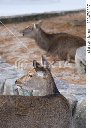 Miyajima deer looking sideways 133879397