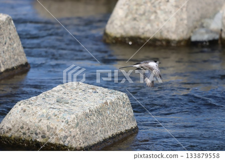 Taking off from the rocks Taking off from the rocks 133879558
