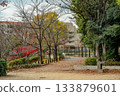日野池公園裡一棵落葉的染井吉野櫻花樹 133879601